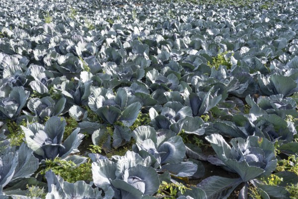 Wide view of cabbage plants growing in neat rows on farmland in borken, germany