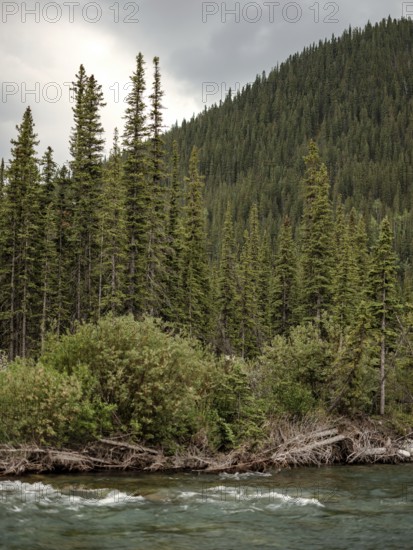 Lush greenery with the Elbow River flowing beside a dense forest under an overcast sky within Bragg Creek Provincial Park, in Alberta, Canada, North America
