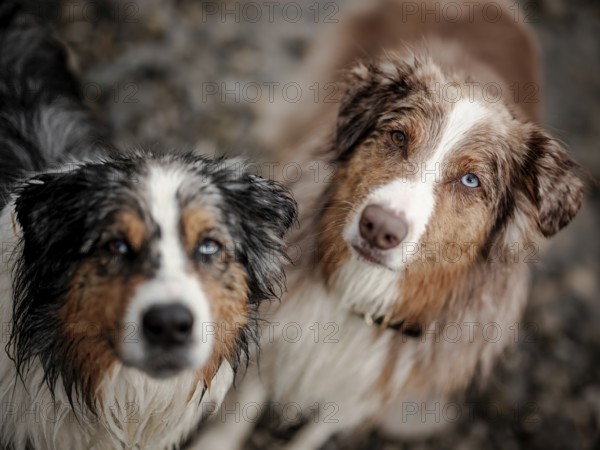 Two dogs, a Blue Merle, left and Red Merle Australian Shepherd (Canis Lupus Familiaris) with heterochromia and wet fur in a focused close-up