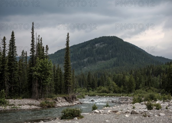 The Elbow River flows through a forest with towering evergreens and distant mountains within Bragg Creek Provincial Park, in Alberta, Canada, North America