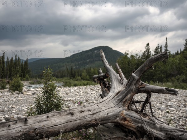 A dead tree lies on a rocky riverbed under a cloudy sky in a forested mountain area within Bragg Creek Provincial Park, in Alberta, Canada, North America