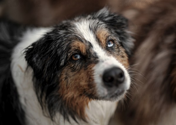 Close-up of a Blue Merle Australian Shepherd (Canis Lupus Familiaris) dog with blue eyes and wet fur
