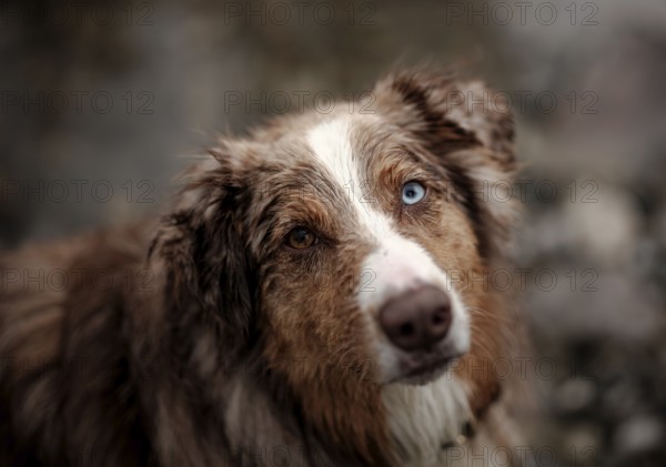 Close-up of an Red Merle Australian Shepherd (Canis Lupus Familiaris) dog with heterochromia eyes and wet fur