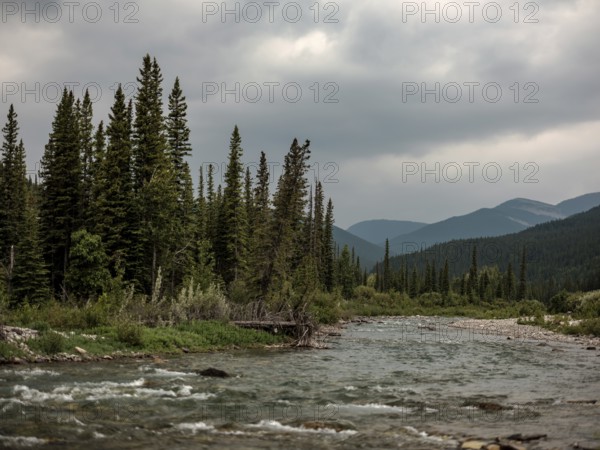 The Elbow River winds through a forest beneath towering evergreens and distant mountains within Bragg Creek Provincial Park, in Alberta, Canada, North America