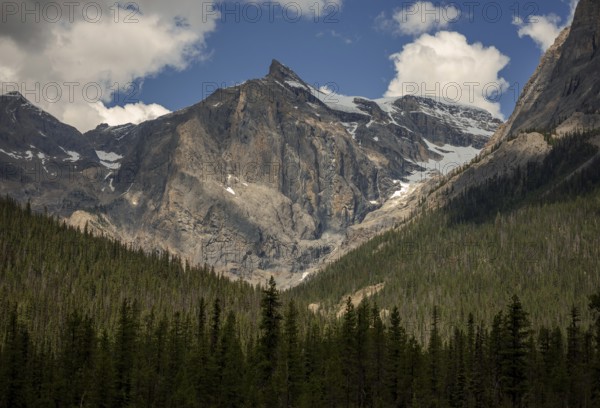 Rocky peaks of the Canadian Rocky Mountains under clear skies with dense forest below inside Yoho National Park, British Columbia, Canada, North America