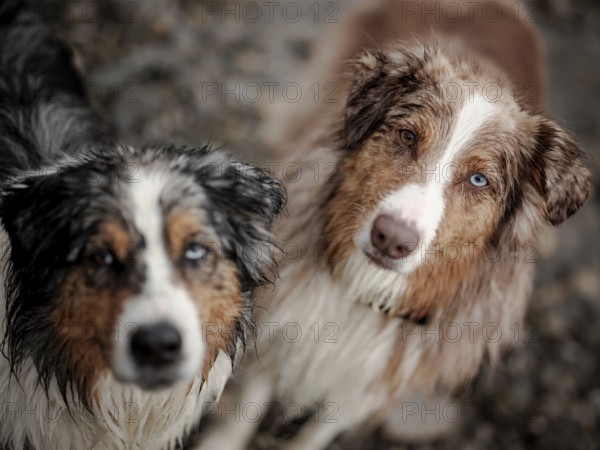 Close-up of a Blue Merle, left and Red Merle Australian Shepherd (Canis Lupus Familiaris) with heterochromia and wet fur looking attentively
