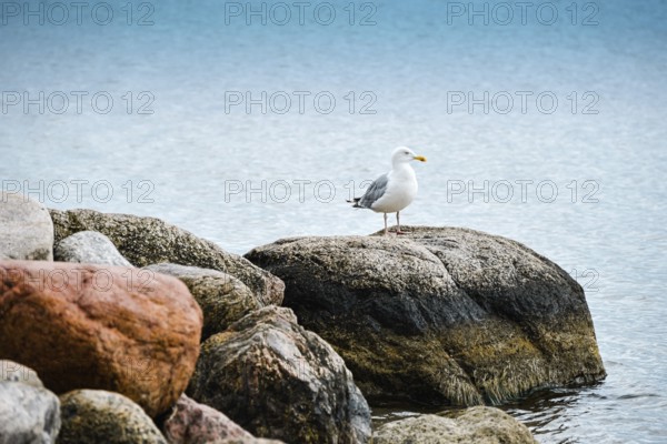 Seagull by the sea in Niendorf, Timmendorfer Strand, Schleswig-Holstein, Germany