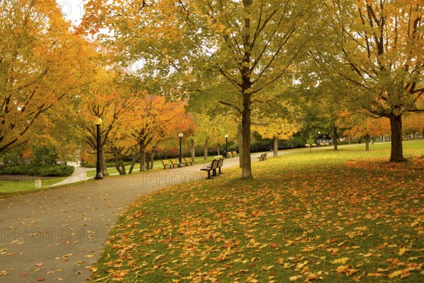 Serene park scene with a pathway covered in colorful autumn leaves in Ottawa, Ontario, Canada, North America
