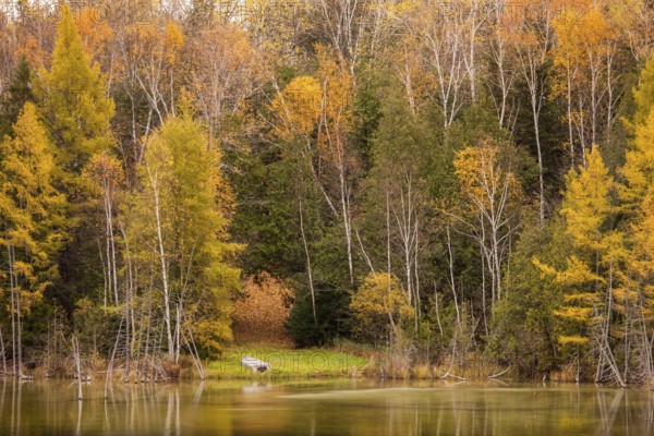 Bright autumn forest with a small pond and colorful reflections in Ottawa, Ontario, Canada, North America
