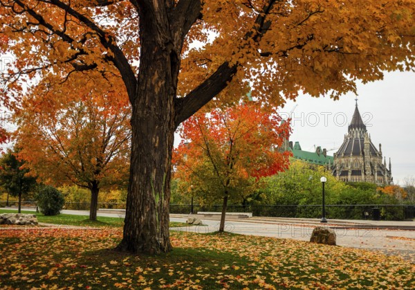 Big autumn tree with colorful leaves, set against the backdrop of the Canadian Parliament Building, in Ottawa, Ontario, Canada, North America