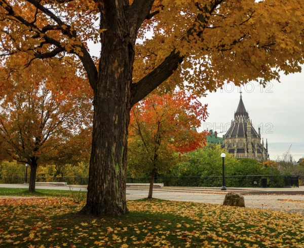 Vibrant autumn tree with colorful foliage in front of the gothic style Canadian Parliament Building, in Ottawa, Ontario, Canada, North America