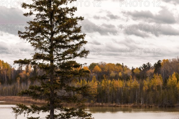 A tall pine tree stands before an autumn forest by a lake with cloudy skies in Ottawa, Ontario, Canada, North America