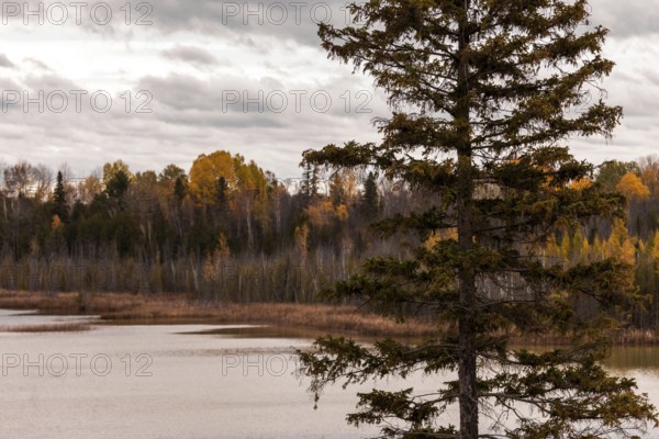 A lone pine tree by a lake with an autumn forest under a cloudy sky in Ottawa, Ontario, Canada, North America