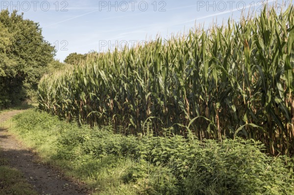 Borken, NRW, Germany, Corn maize crop plants growing in a green field with a dirt path under a blue sky