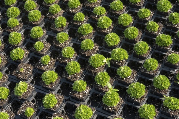 Borken, NRW, Germany, Green plants growing in seedling pots at nursery