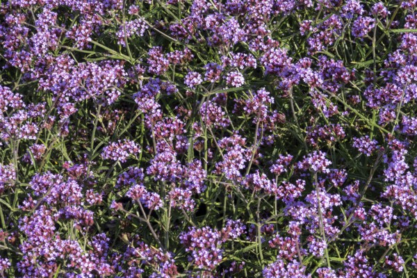 Borken, NRW, Germany, Purple verbena bonariensis plants are blooming, creating a natural floral background