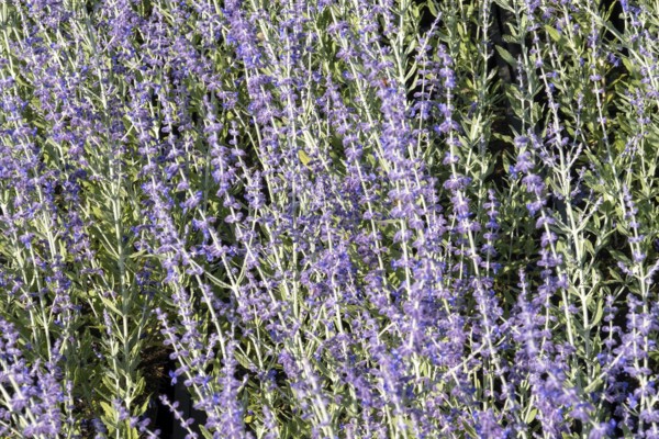 Borken, NRW, Germany, Russian sage flowers create a beautiful purple and green floral background