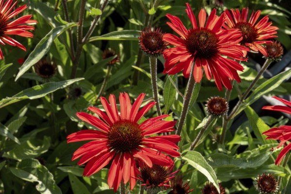 Borken, NRW, Germany, Red coneflower blossoms with green foliage thriving in bright sunlight