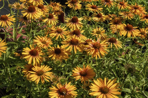 Borken, NRW, Germany, Coneflowers blooming in a garden, showing vibrant yellow petals and green foliage
