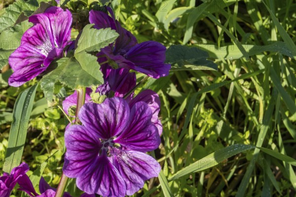 Borken, NRW, Germany, Purple mallow flowers blooming, showing delicate petals and green foliage in sunlight