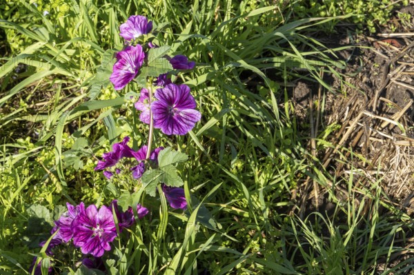 Borken, NRW, Germany, Common mallow plant showing purple flowers among green foliage in springtime outdoors