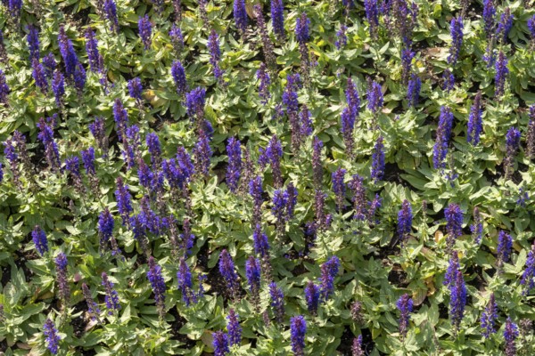 Borken, NRW, Germany, Salvia plants featuring purple flower spikes and green leaves covering a garden bed