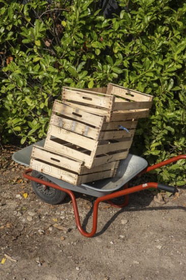 Borken, NRW, Germany, Wheelbarrow transporting stacked wooden crates for gardening work and fresh harvest outdoors