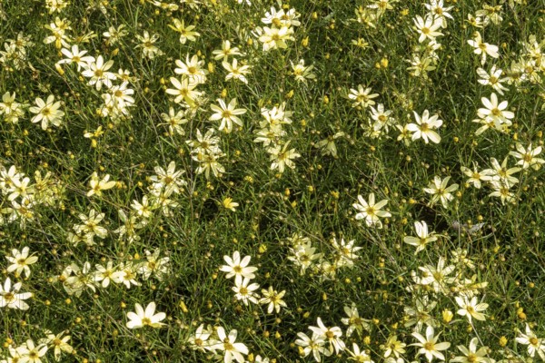 Borken, NRW, Germany, Yellow coreopsis flowers densely covering a vibrant green meadow