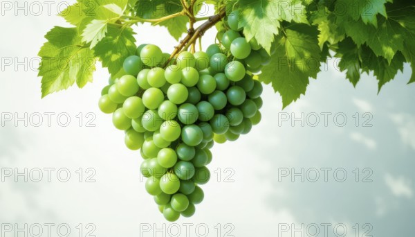 The image showcases a close-up of a bunch of fresh, green grapes, with leaves, against a bright sky. The grapes are ripe and ready to be harvested, AI generated