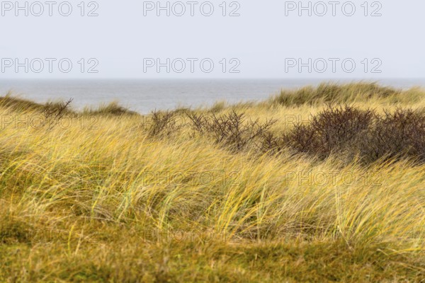 Overgrown coastal scenery at the North Sea near Domburg in Walcheren in the dutch province of Zeeland