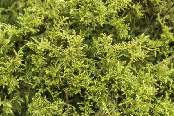 Full frame macro shot showing some green moss