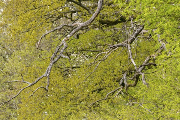 Full frame abstract treetop background