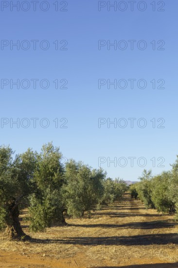 Olive trees growing in neat rows, creating a perspective towards the horizon under a clear blue sky in ronda, malaga, spain