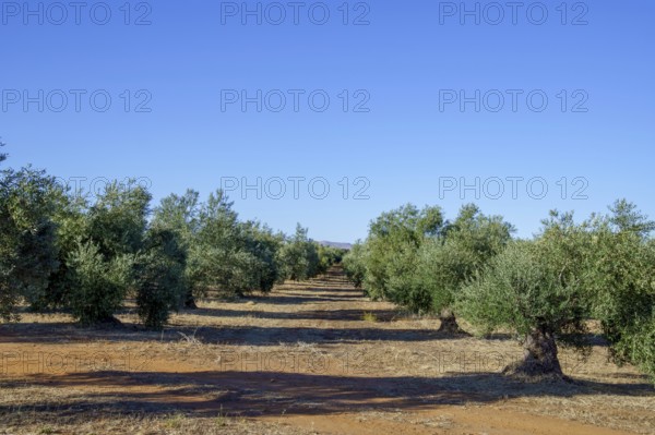 Olive trees growing in rows on an agricultural farm under a bright sunny sky in ronda, malaga, spain