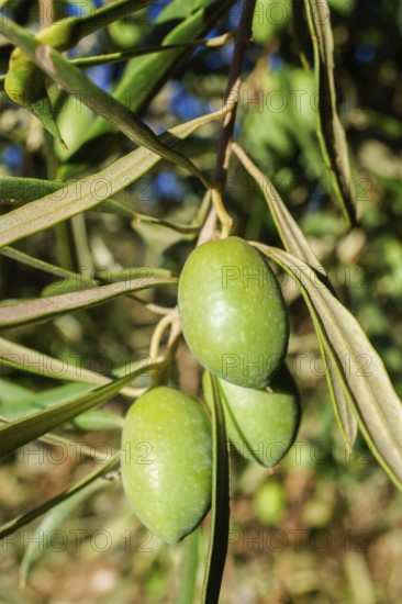Green olives ripening on an olive tree branch under natural light, Malaga, Spain