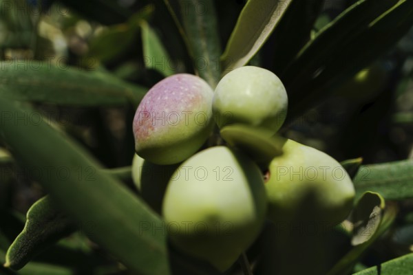 Olives turning purple and green, growing on an olive tree in sunlight, Malaga, Spain