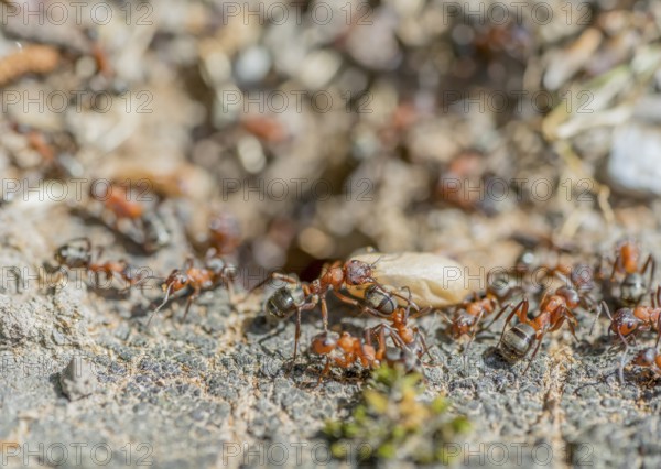High angle closeup shot showing lots of ants and a cocoon