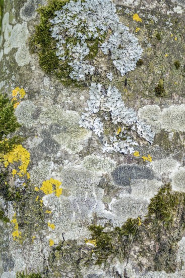 Full frame abstract background showing some moss lichen on tree bark