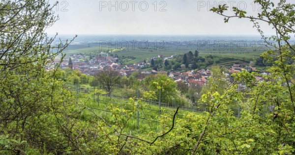 Scenery around Sankt Martin, a municipality in the Southern Wine Route area in Rhineland-Palatinate in Germany