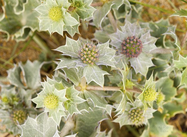 Full frame spiky flower detail seen in Brittany, france