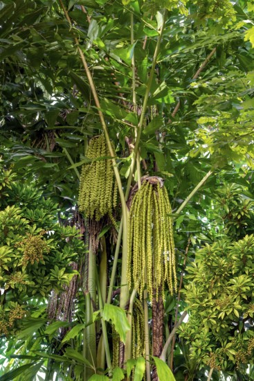Sapful green jungle vegetation scenery