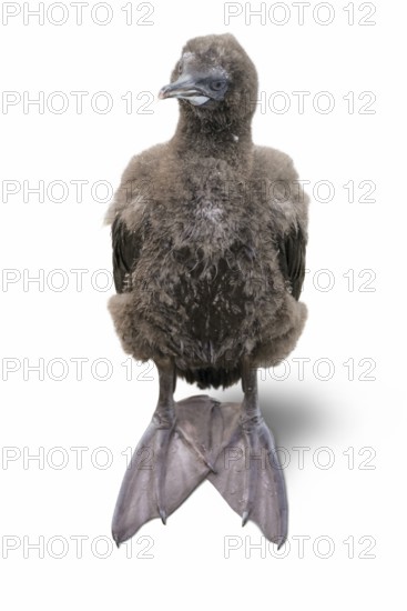 Otago shag chick isolated in white back with shadow