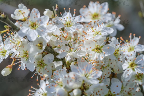 Detail shot showing lots of white tree blossoms at spring time