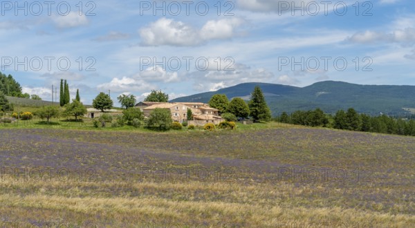 Lavender field near Mont Ventoux, a mountain in the Provence region of southern France