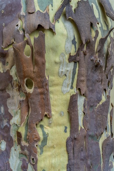 Full frame closeup shot showing the bark of a plane tree