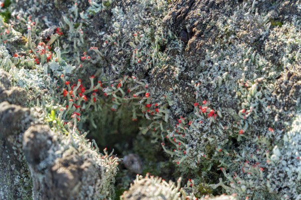 Closeup shot showing various moss and lichen on a tree trunk