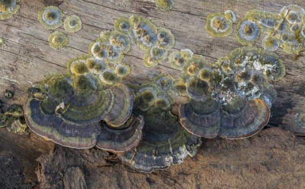 Closeup shot of a natural bracket fungus on a tree trunk