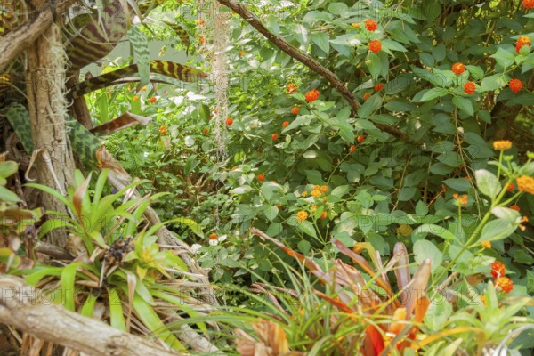 Vivid scenery including lots of various jungle plants