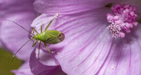 Macro shot showing the dorsal view of a Calocoris affinis mirid bug at the edge of a pink flower
