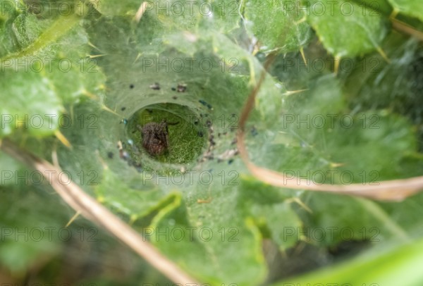 Low angle macro shot of a funnel weaver spider in green ambiance with funnel web